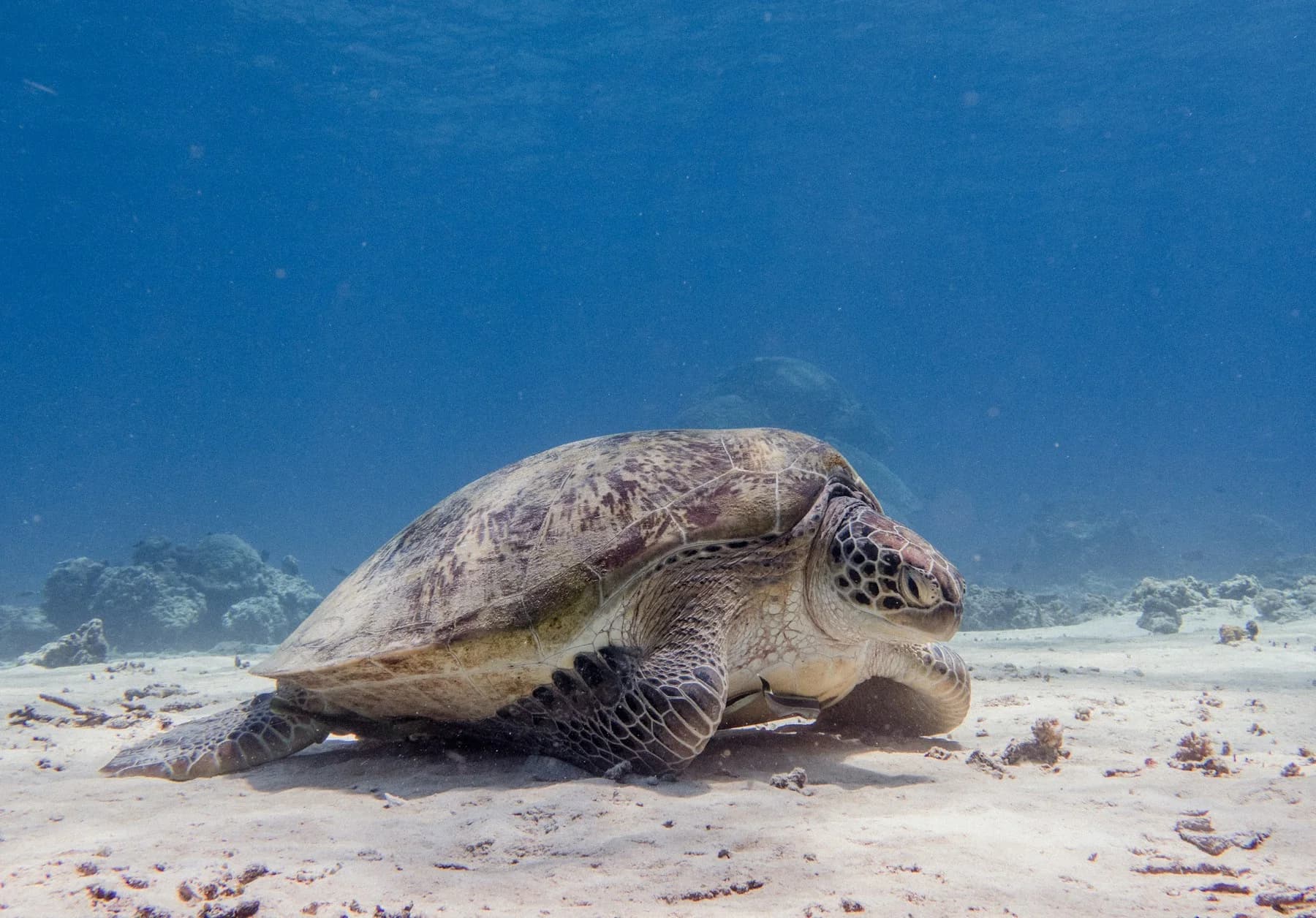 A green sea turtle resting underwater at Gili Trawangan